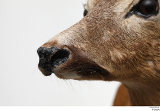 European roe deer mouth nose 0004.jpg